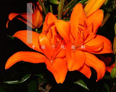 申报个税逾期 申报个税逾期