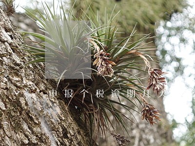 申报个税逾期几天罚多少 申报个税逾期几天罚多少