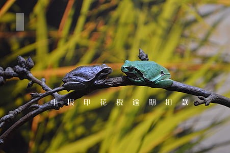 申报印花税逾期扣款