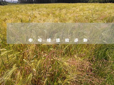 申报增值税逾期