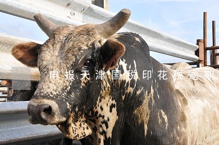 申报天津国税印花税逾期