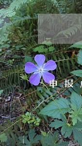 申报成功变成逾期申报 申报成功变成逾期申报