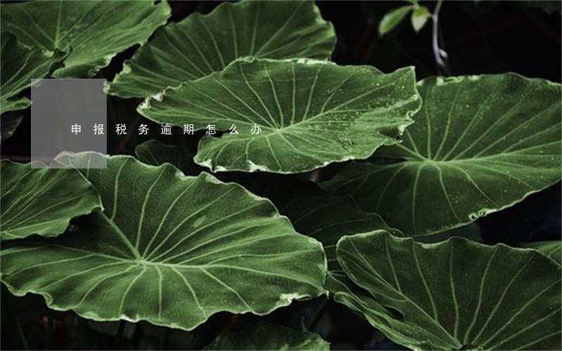 申报税务逾期怎么办 申报税务逾期怎么办