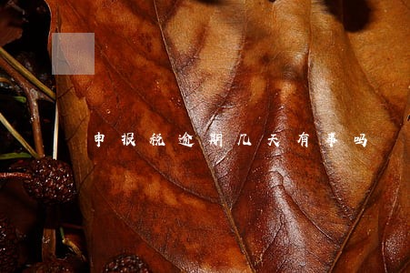 申报税逾期几天有事吗 申报税逾期几天有事吗