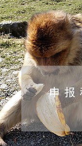 申报税金逾期未扣款 申报税金逾期未扣款
