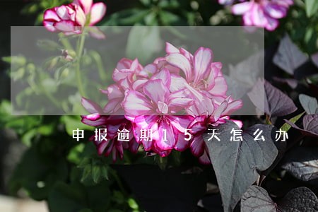 申报逾期15天怎么办 申报逾期15天怎么办