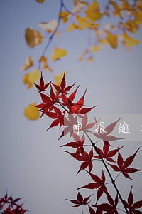 申报逾期2天 申报逾期2天