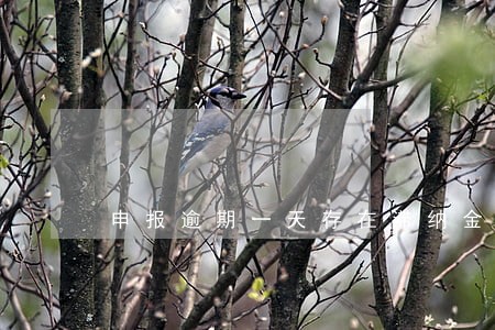 申报逾期一天存在滞纳金吗 申报逾期一天存在滞纳金吗