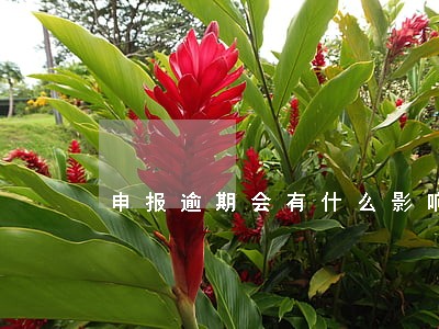 申报逾期会有什么影响 申报逾期会有什么影响
