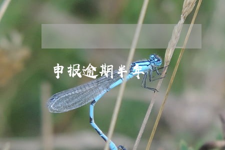 申报逾期半年 申报逾期半年