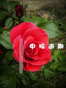申报逾期啥意思 申报逾期啥意思