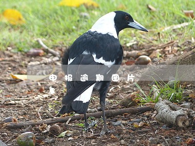 申报逾期图片 申报逾期图片