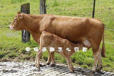 申报逾期怎么罚款 申报逾期怎么罚款