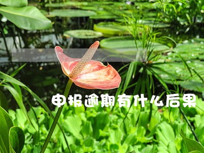 申报逾期有什么后果 申报逾期有什么后果