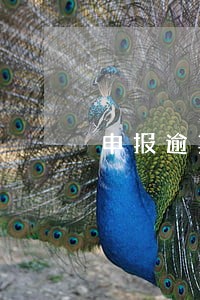 申报逾期有罚款吗 申报逾期有罚款吗