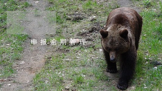 申报逾期管理 申报逾期管理