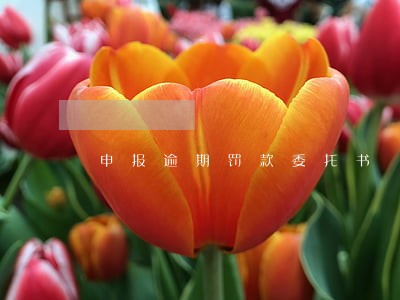 申报逾期罚款委托书
