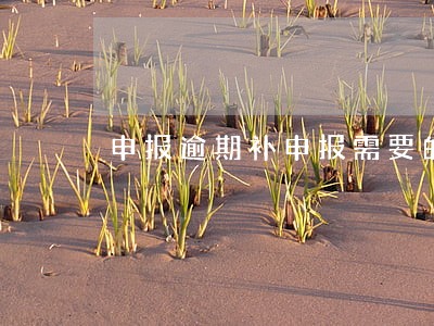申报逾期补申报需要的资料