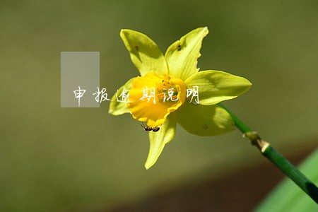 申报逾期说明 申报逾期说明