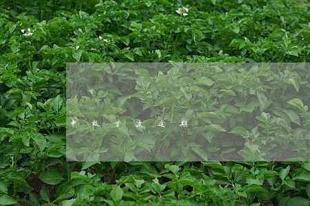 申报首次逾期 申报首次逾期