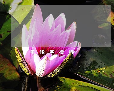 申晓宇律师 申晓宇律师