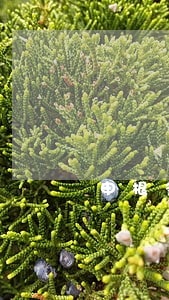 申根多次往返签证逾期 申根多次往返签证逾期