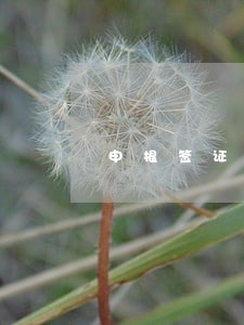 申根签证逾期后签证 申根签证逾期后签证