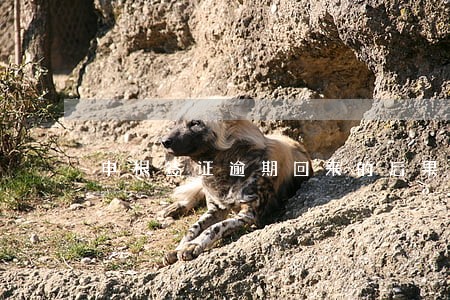 申根签证逾期回来的后果 申根签证逾期回来的后果