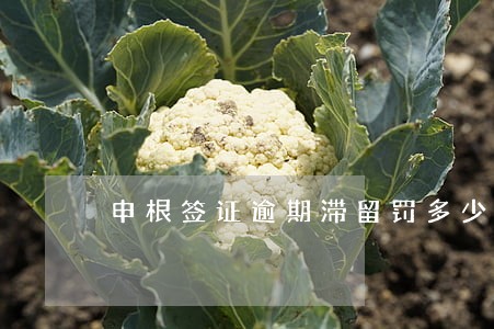 申根签证逾期滞留罚多少钱 申根签证逾期滞留罚多少钱