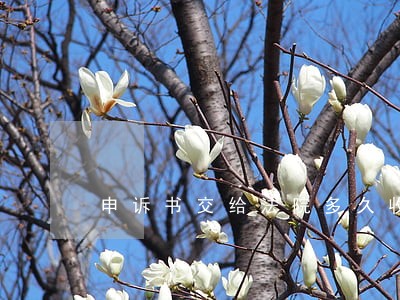 申诉书交给法院多久收到结果