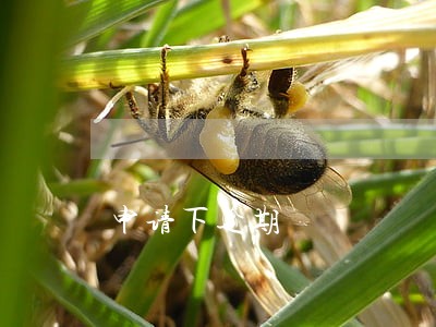 申请下逾期 申请下逾期