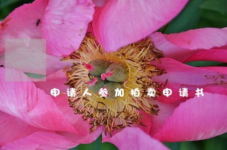申请人参加拍卖申请书 申请人参加拍卖申请书