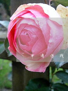 申请伤残逾期按撤回申请处理 申请伤残逾期按撤回申请处理