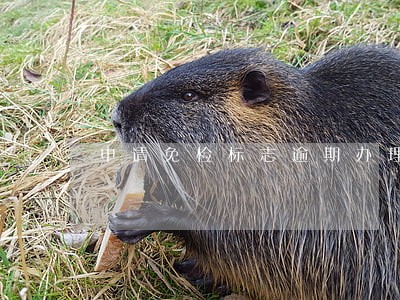 申请免检标志逾期办理 申请免检标志逾期办理