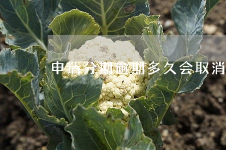 申请分期逾期多久会取消分期 申请分期逾期多久会取消分期