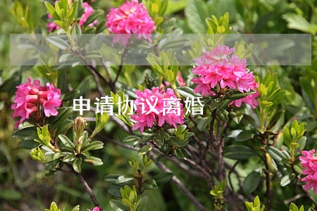 申请协议离婚 申请协议离婚