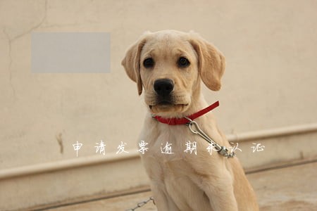 申请发票逾期未认证 申请发票逾期未认证