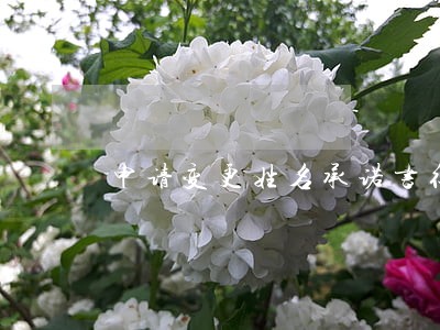 申请变更姓名承诺书征信逾期 申请变更姓名承诺书征信逾期