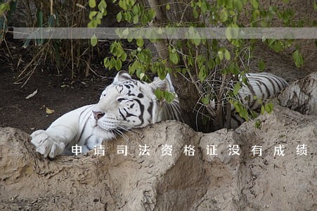 申请司法资格证没有成绩单怎么办 申请司法资格证没有成绩单怎么办