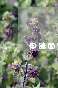 申请国家赔偿前先确认行政行为违法