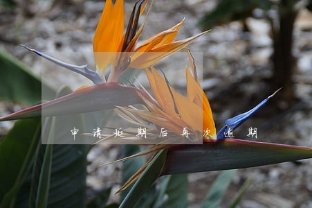 申请延期后再次逾期 申请延期后再次逾期