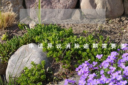 申请异议消除逾期需要多久 申请异议消除逾期需要多久