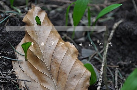 申请律师的资格证吗