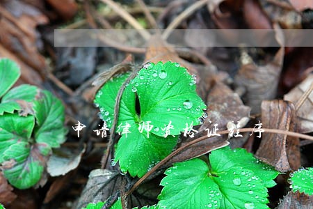 申请律师资格证程序 申请律师资格证程序