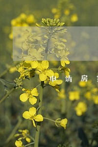 申请房贷信用卡逾期几十元 申请房贷信用卡逾期几十元
