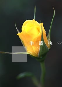 申请执业律师证要什么材料