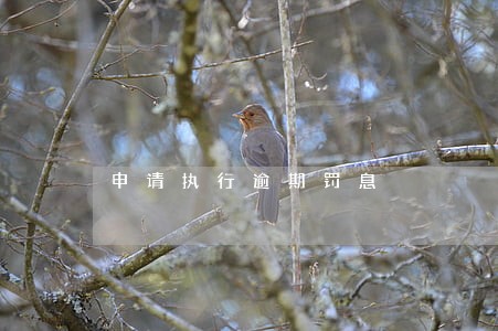 申请执行逾期罚息 申请执行逾期罚息