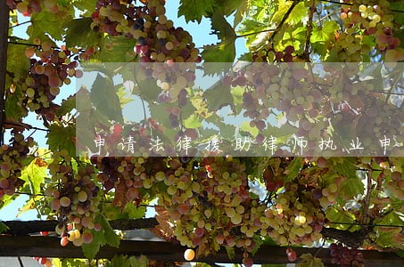申请法律援助律师执业申请书 申请法律援助律师执业申请书