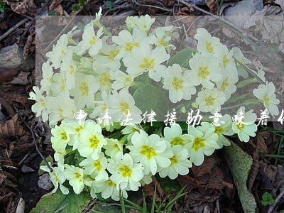 申请法律援助意味着什么 申请法律援助意味着什么