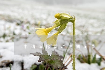 申请消除贷款逾期记录 申请消除贷款逾期记录